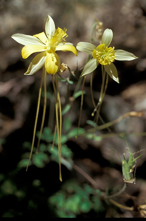 Longspur Columbine