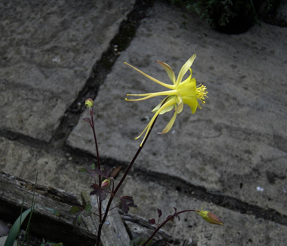 Longspur Columbine
