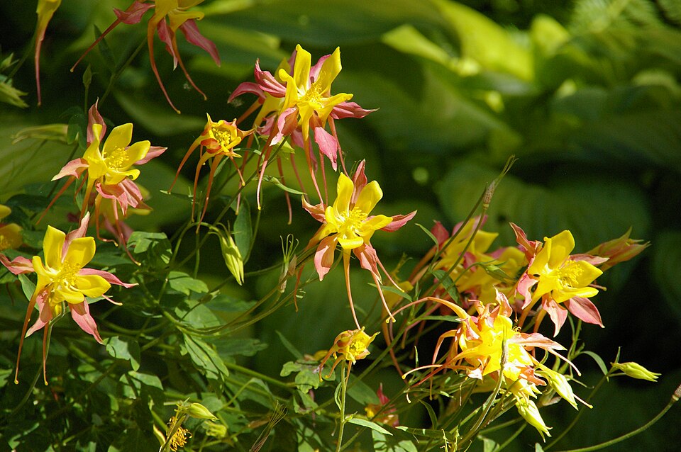 Sierra Columbine