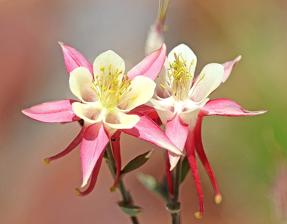 Sierra Columbine