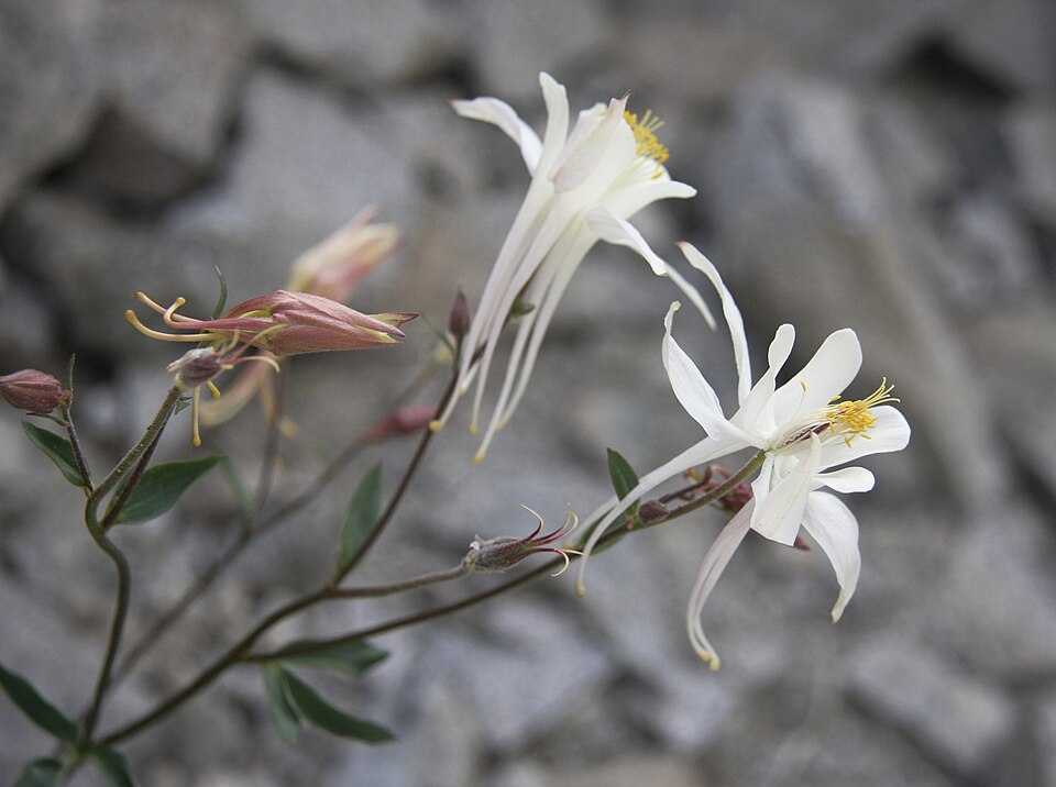 Sierra Columbine