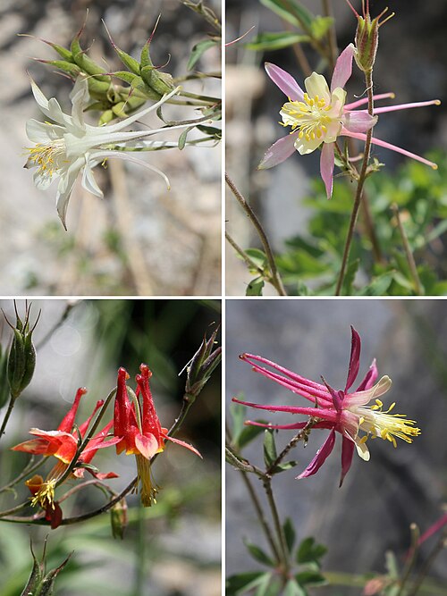 Sierra Columbine