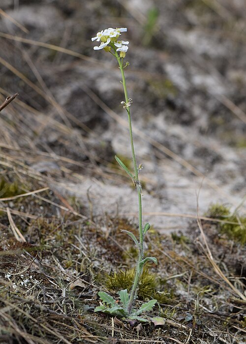 Rockcress