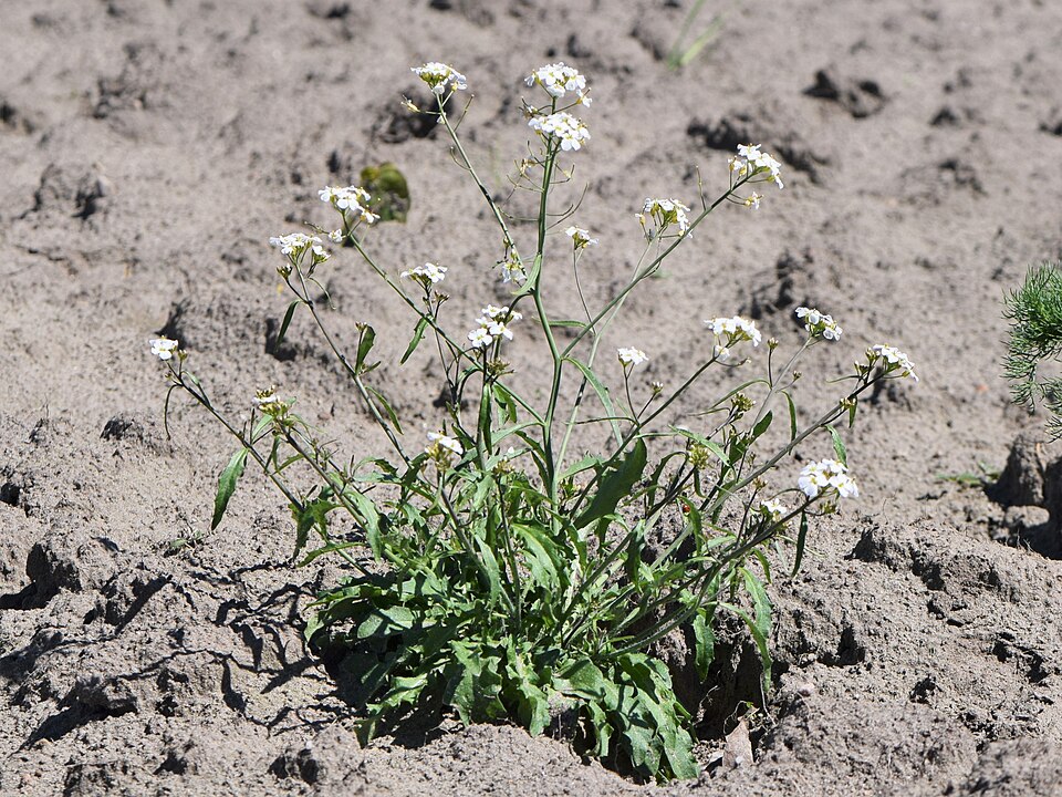 Rockcress
