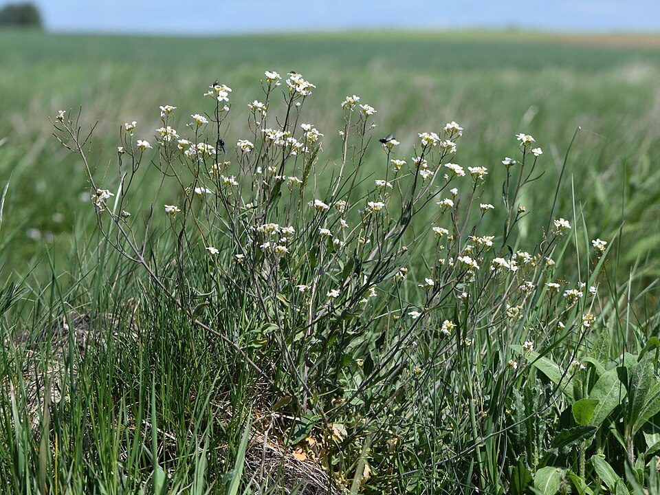 Rockcress