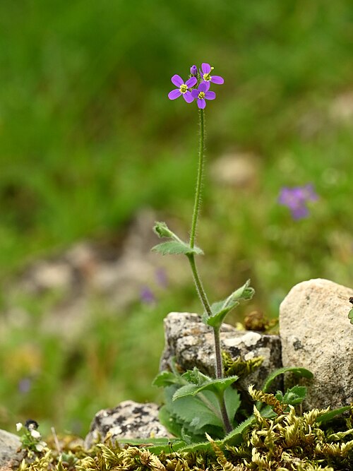 Rockcress