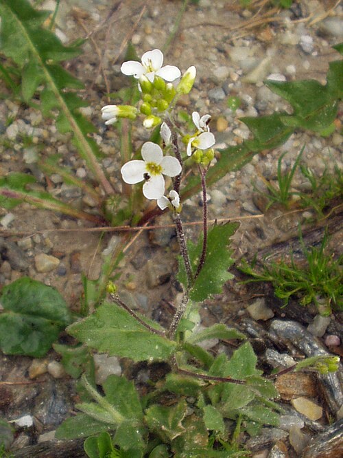 Alpine Rockcress