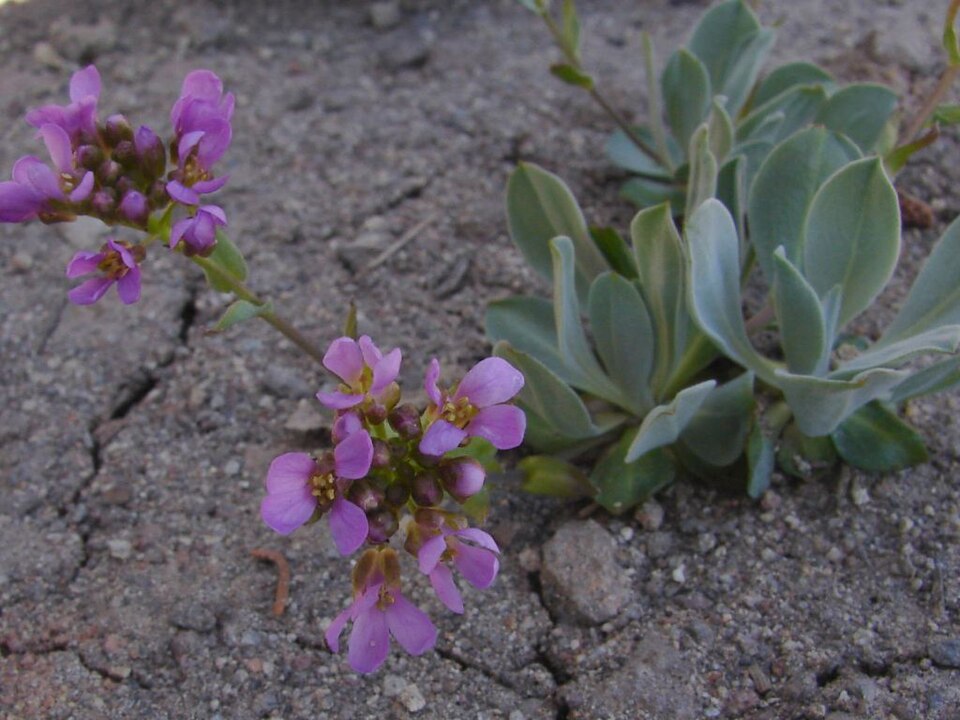 Lemmon's Rockcress
