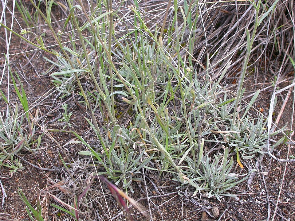 Desert Rockcress