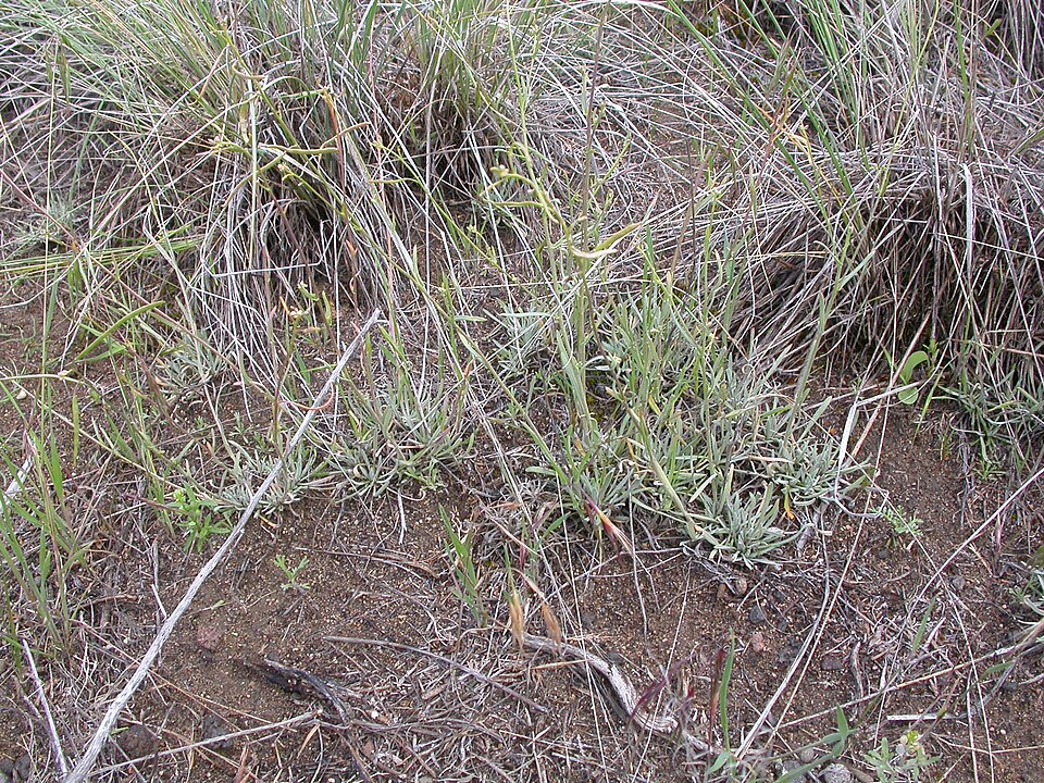 Desert Rockcress
