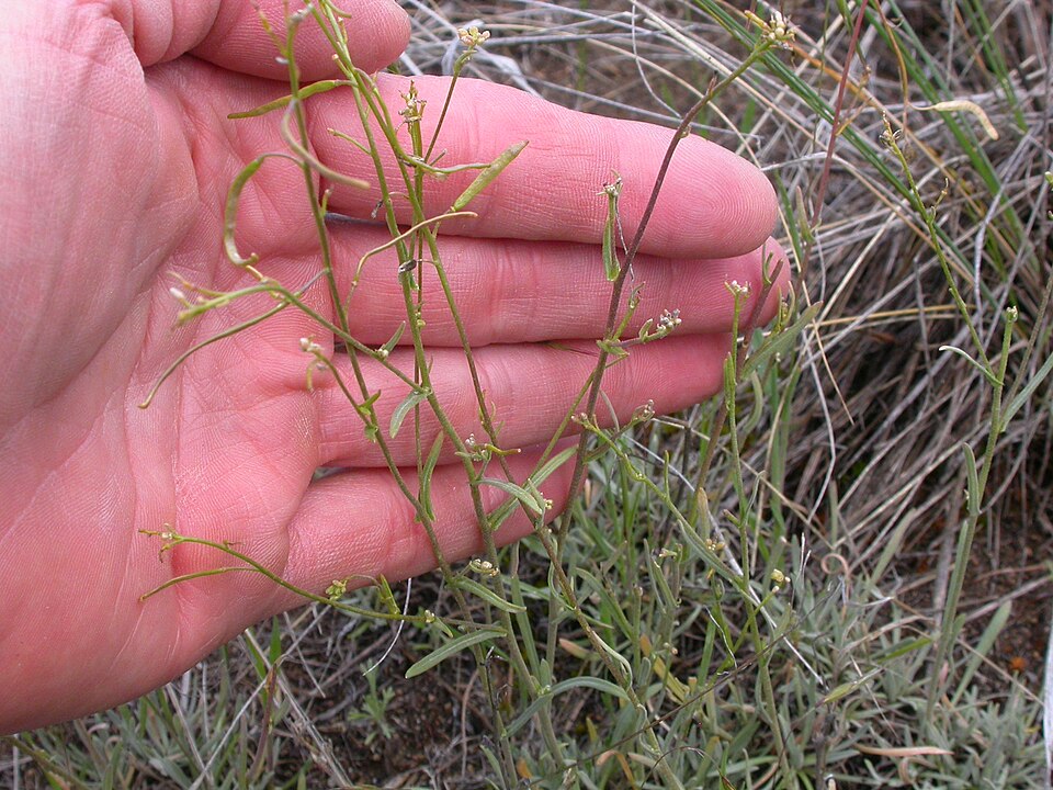 Desert Rockcress