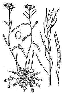 Lyrate Rockcress