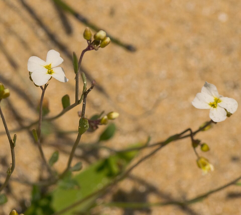 Lyrate Rockcress