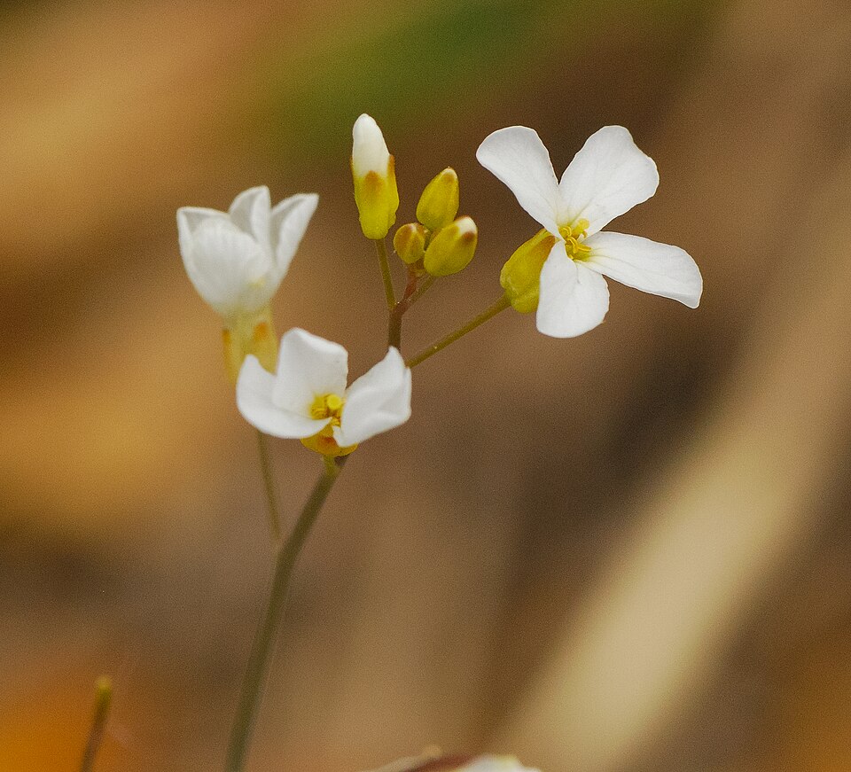 Lyrate Rockcress
