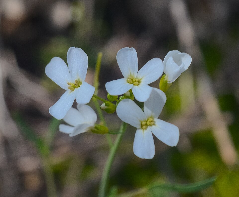 Lyrate Rockcress
