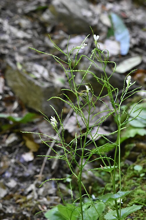 Sand-dune Rockcress