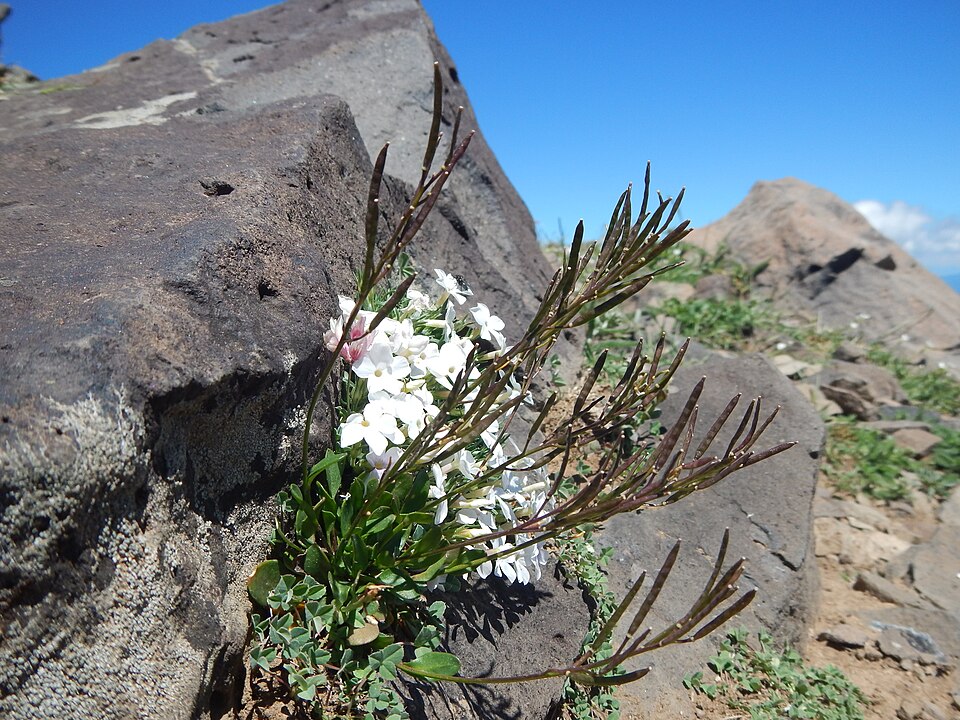 Nuttall's Rockcress