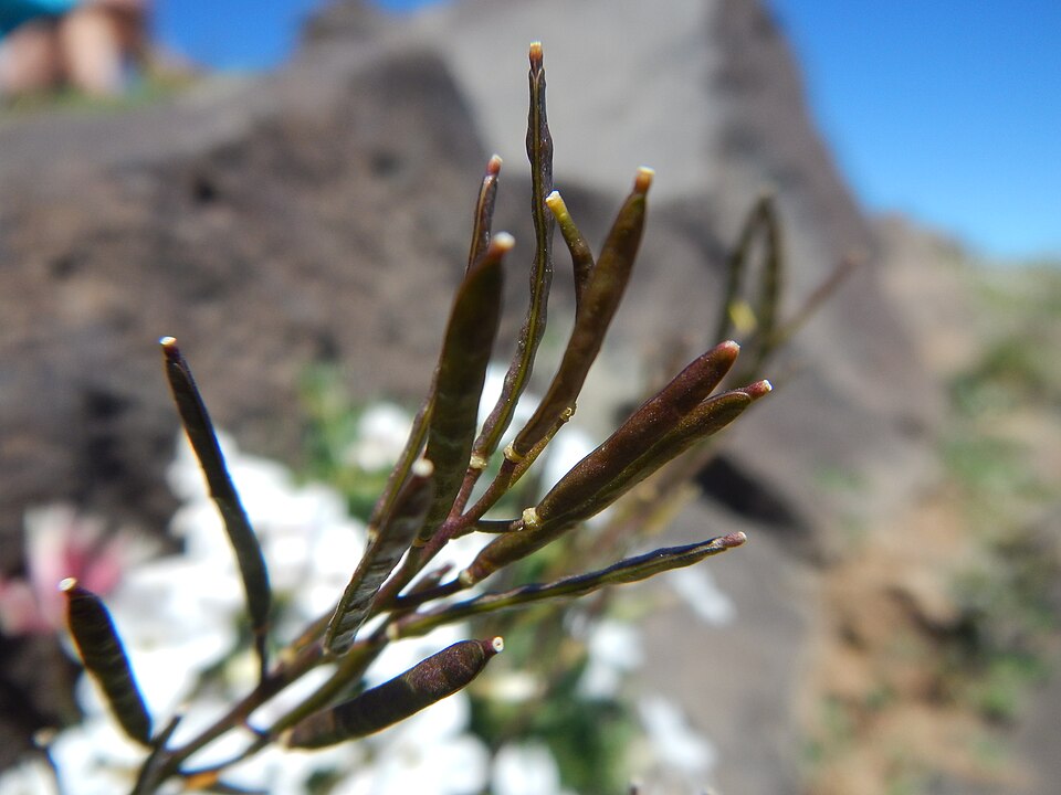 Nuttall's Rockcress