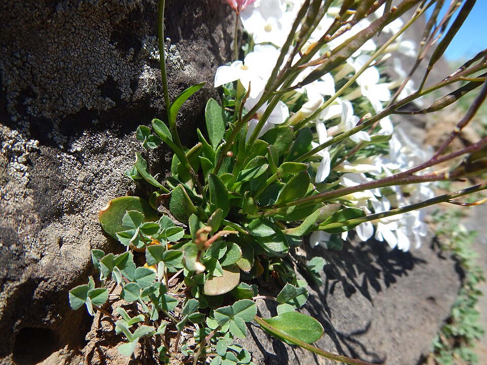 Nuttall's Rockcress