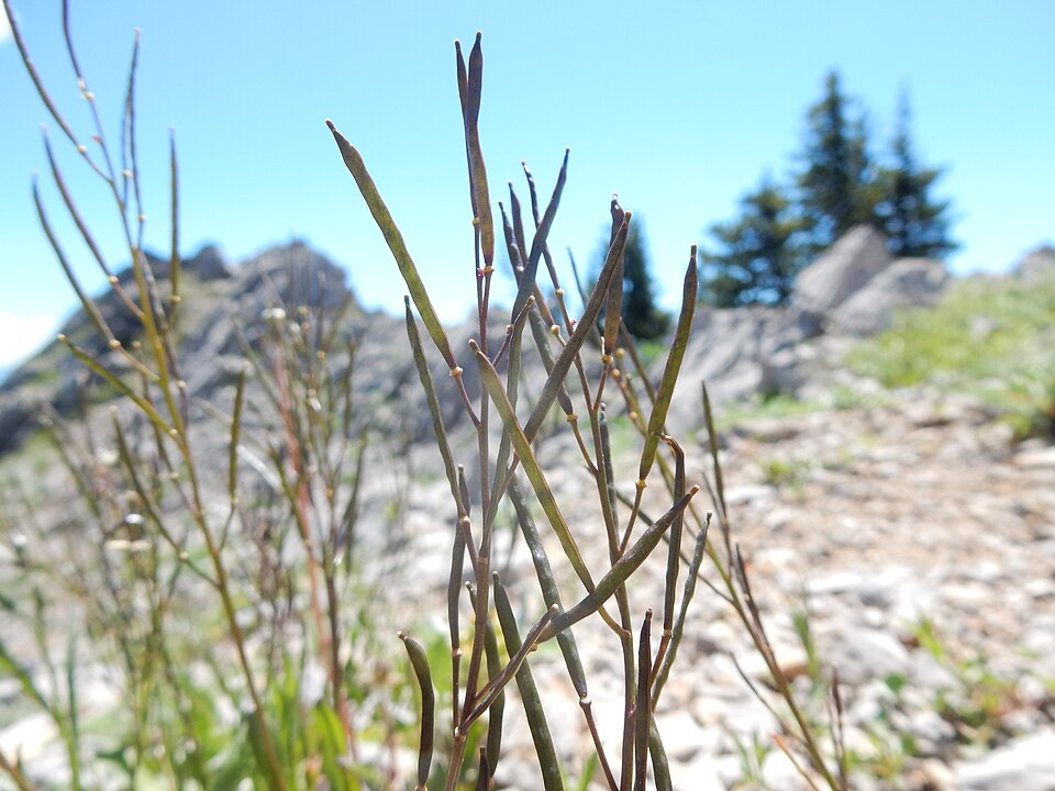 Nuttall's Rockcress