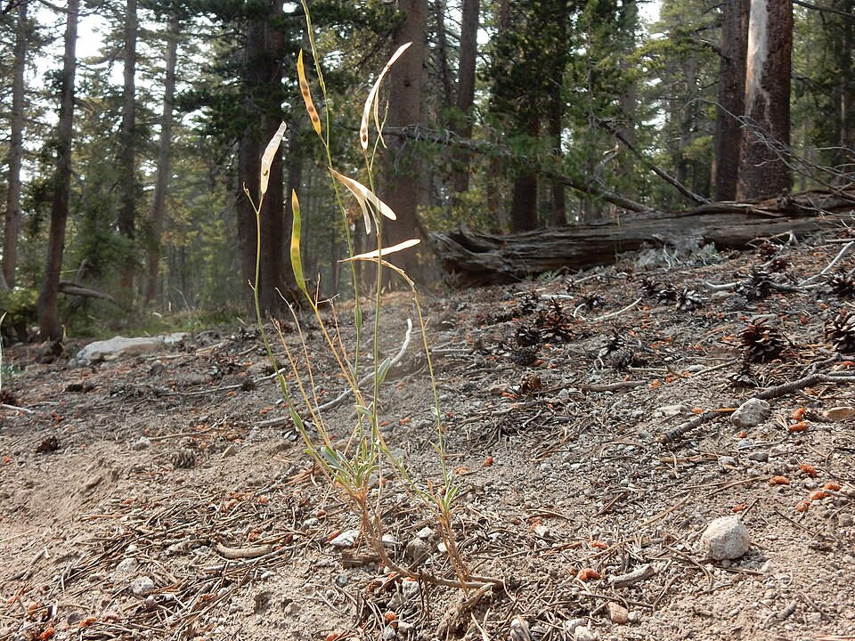 Pioneer Rockcress