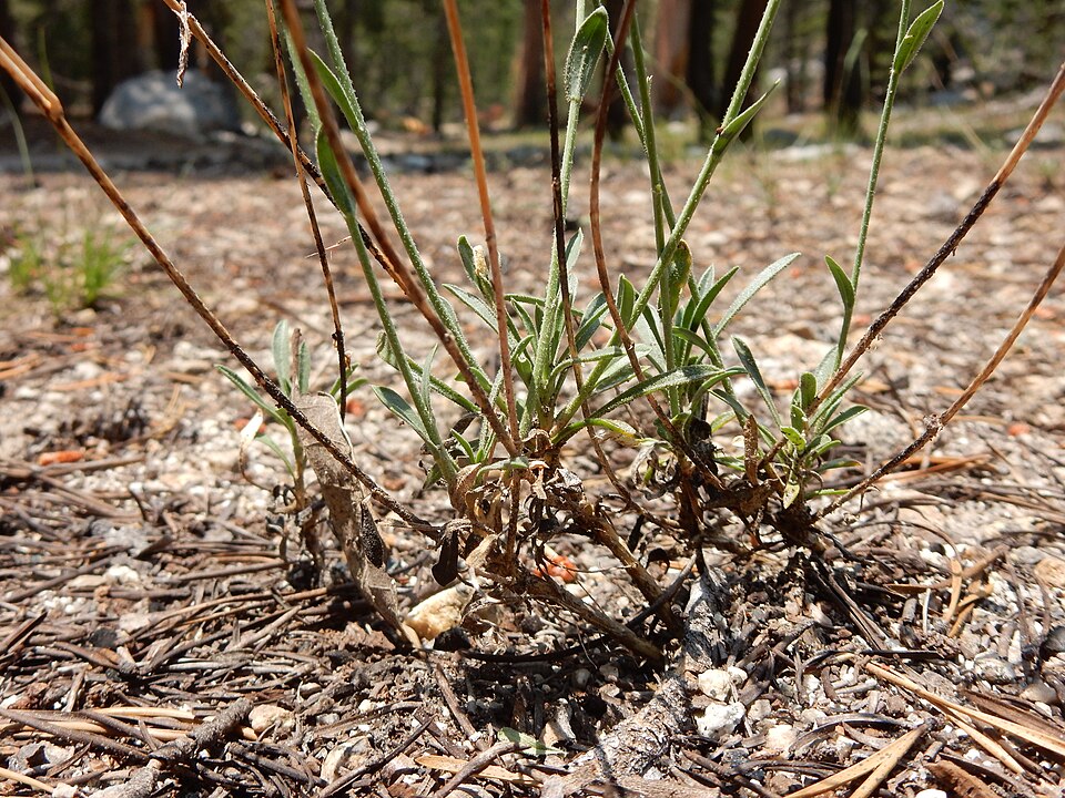 Pioneer Rockcress
