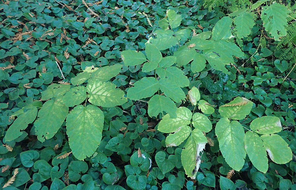 California Spikenard