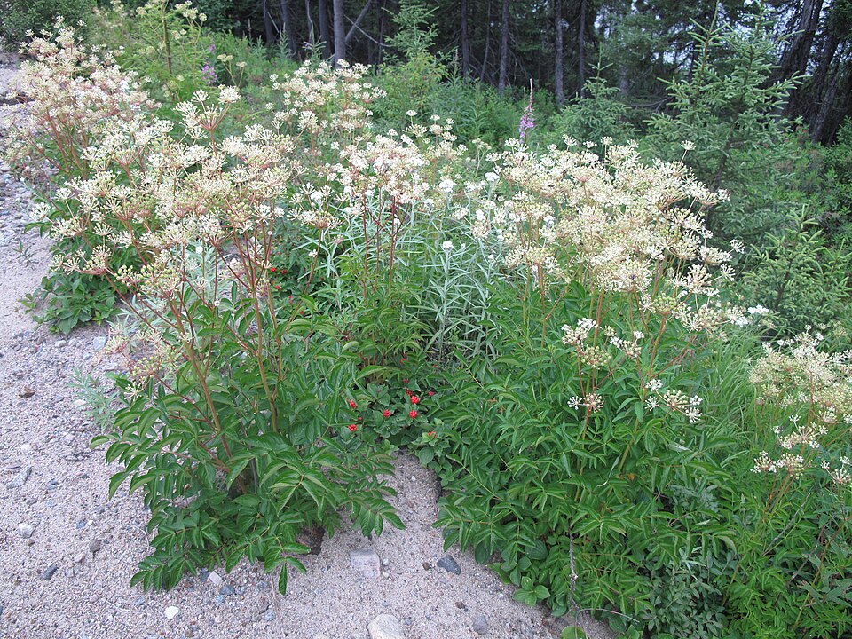 Bristly Sarsaparilla