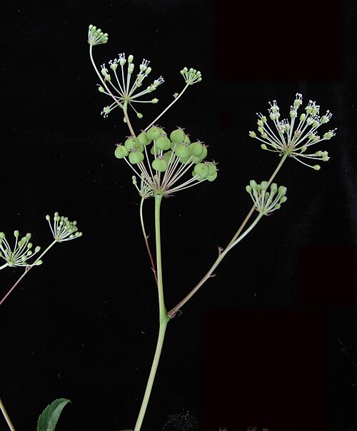 Bristly Sarsaparilla