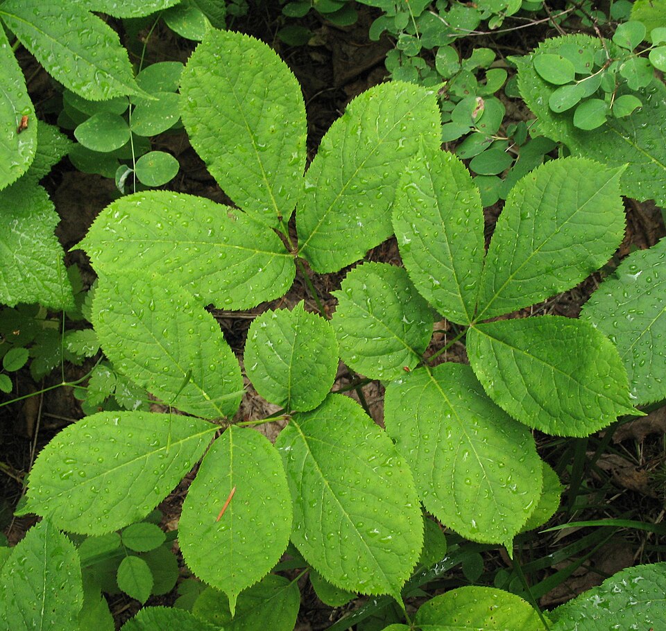 Wild Sarsaparilla