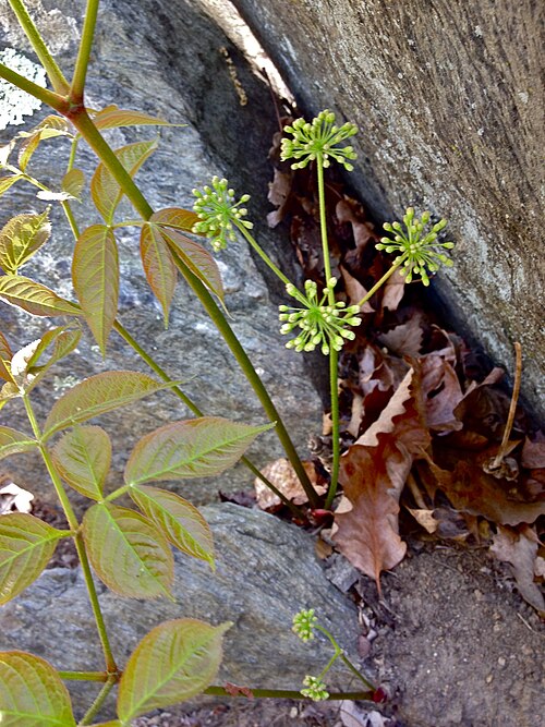 Wild Sarsaparilla