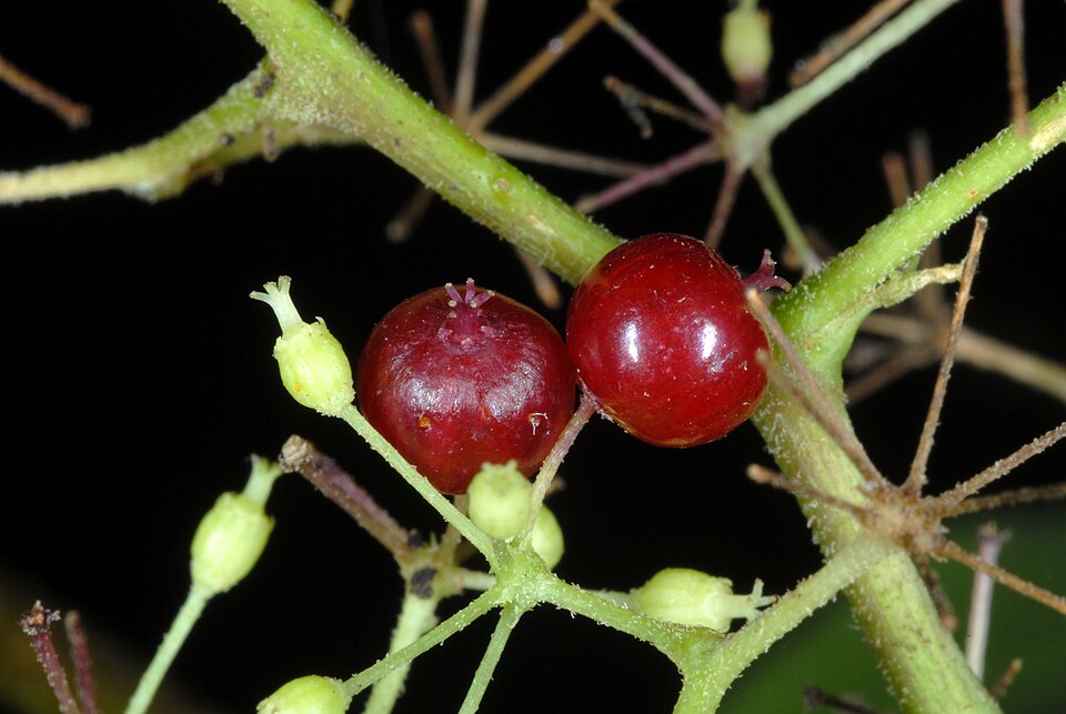 American Spikenard