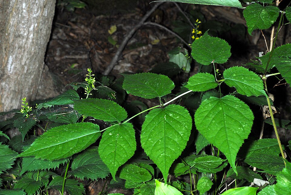 American Spikenard