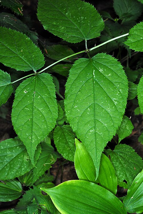 American Spikenard