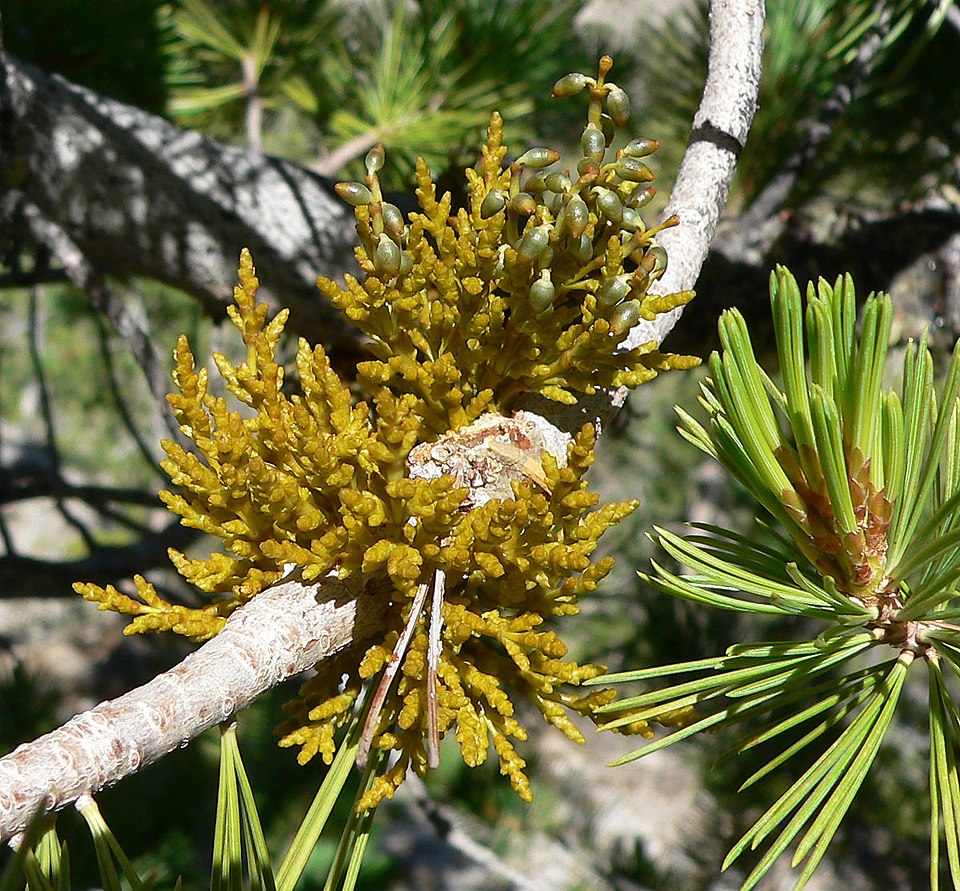 Limber Pine Dwarf Mistletoe