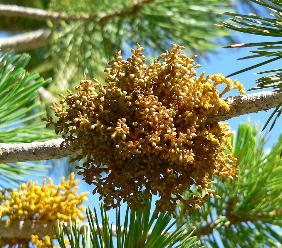 Limber Pine Dwarf Mistletoe