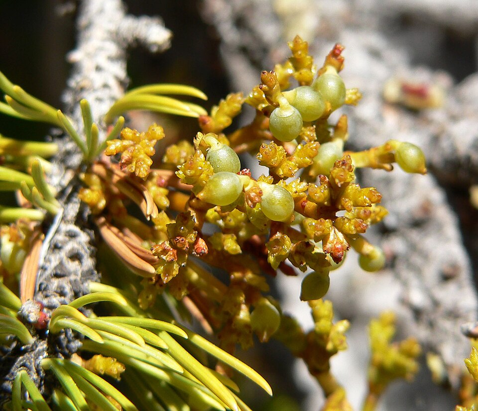 Limber Pine Dwarf Mistletoe