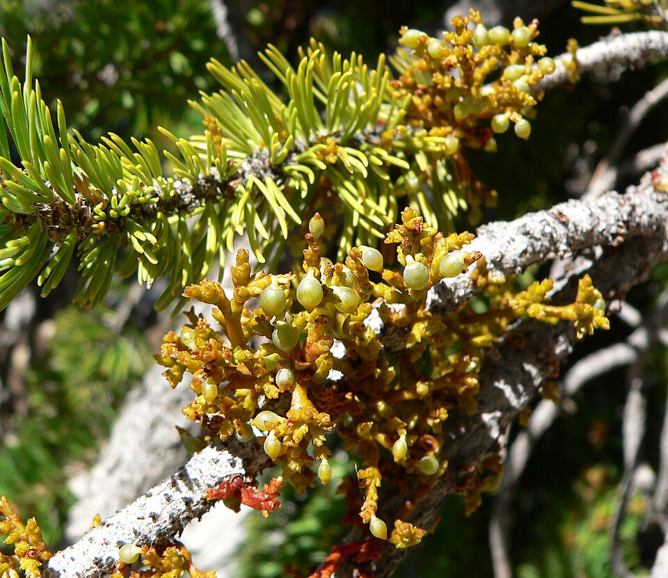 Limber Pine Dwarf Mistletoe