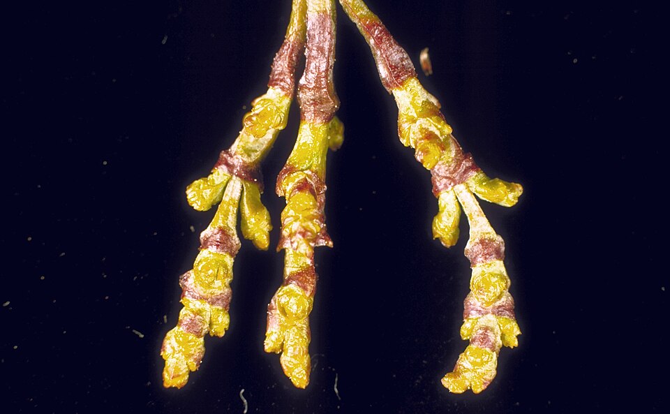 Western Spruce Dwarf Mistletoe