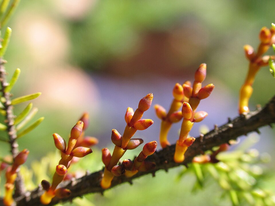 Eastern Dwarf Mistletoe