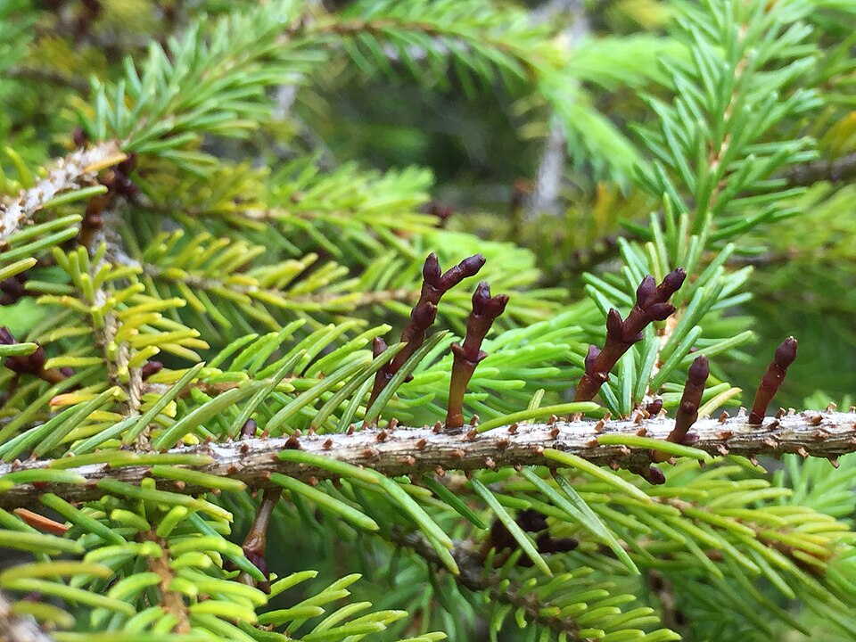 Eastern Dwarf Mistletoe