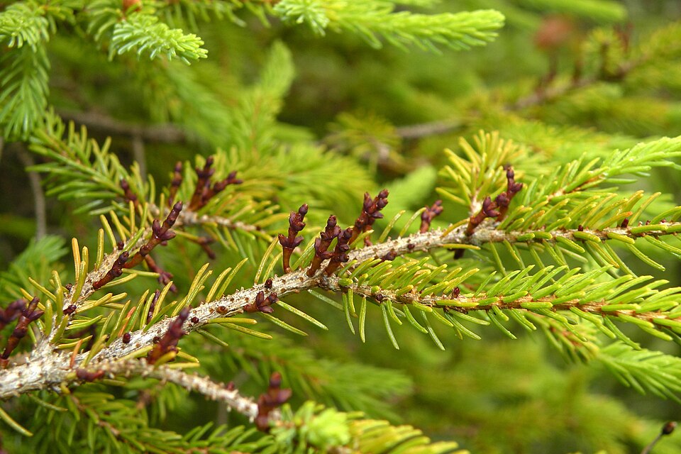 Eastern Dwarf Mistletoe