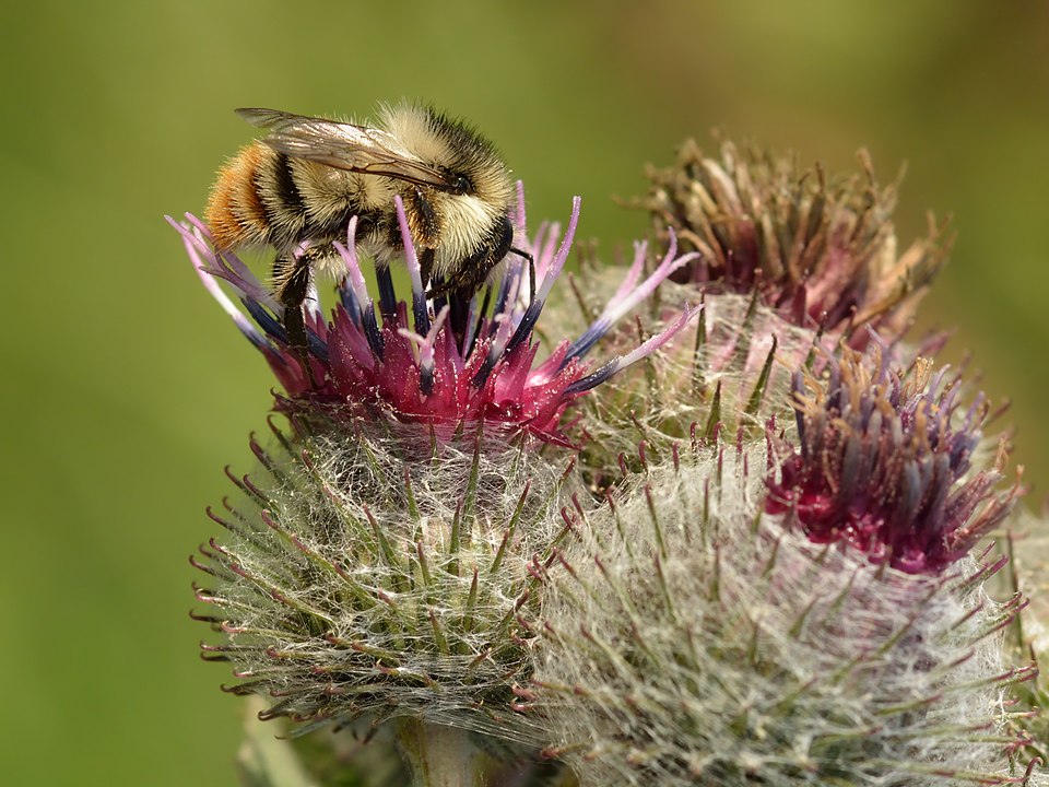 Burdock