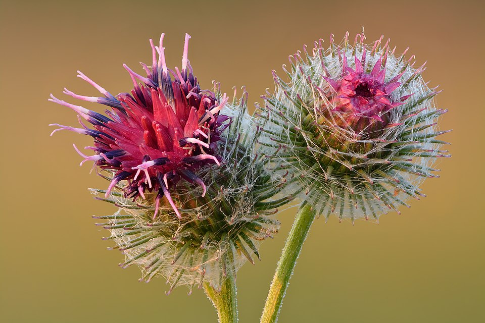 Burdock