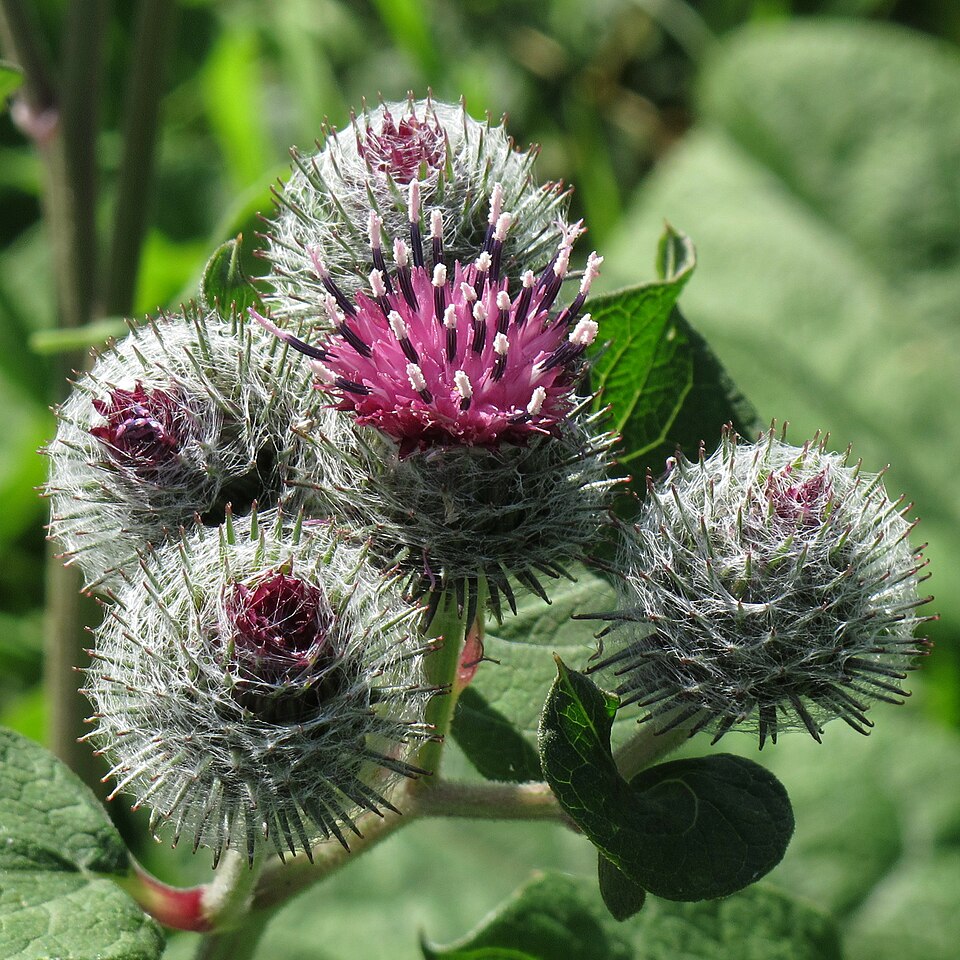 Burdock