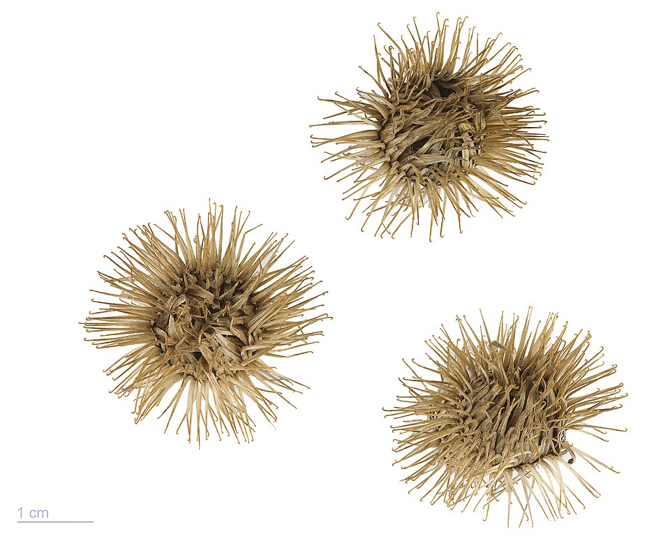 Greater Burdock