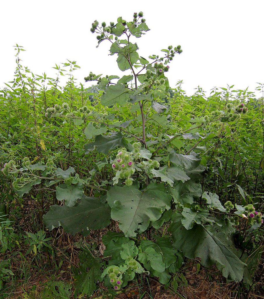 Greater Burdock