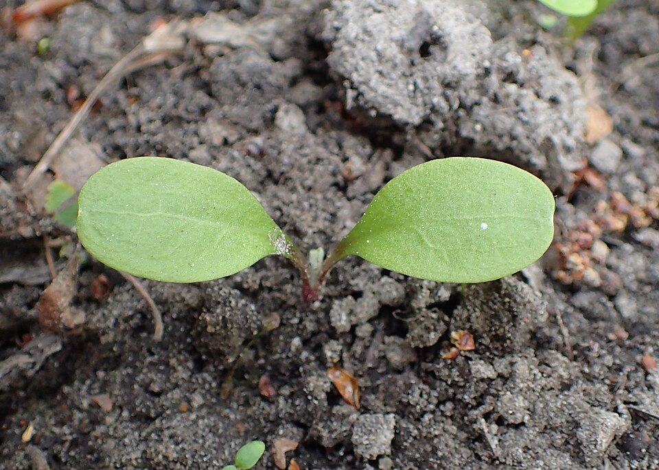 Greater Burdock