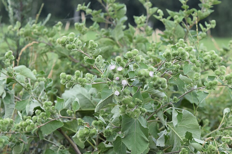 Lesser Burdock