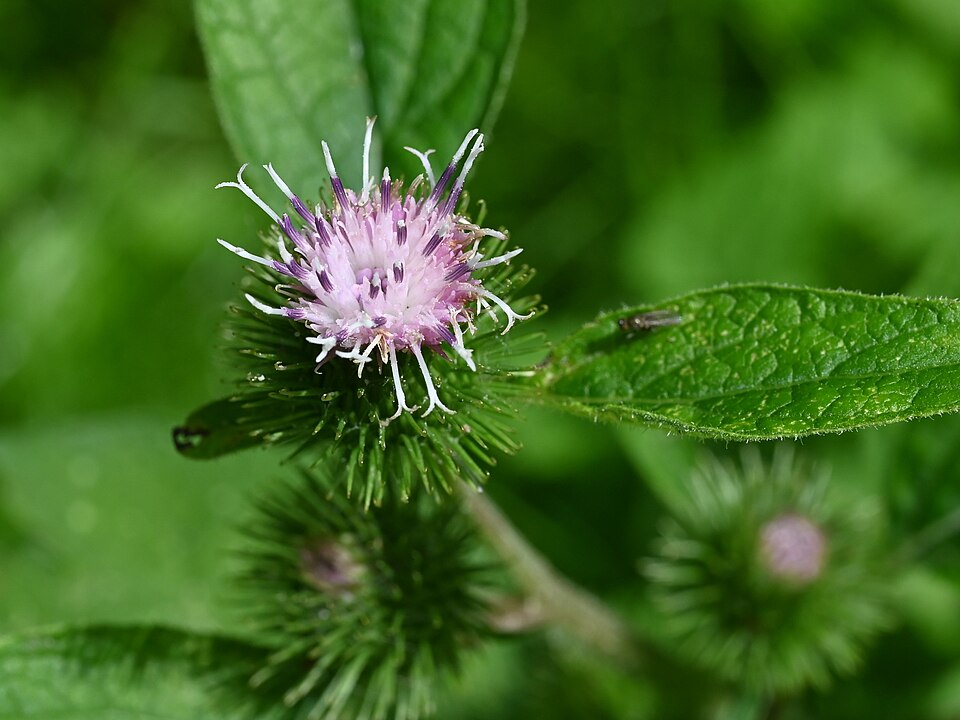Lesser Burdock